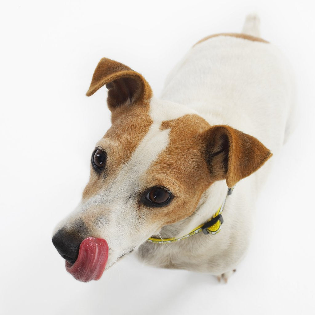 Detail of Jack Russell Terrier by Anonymous
