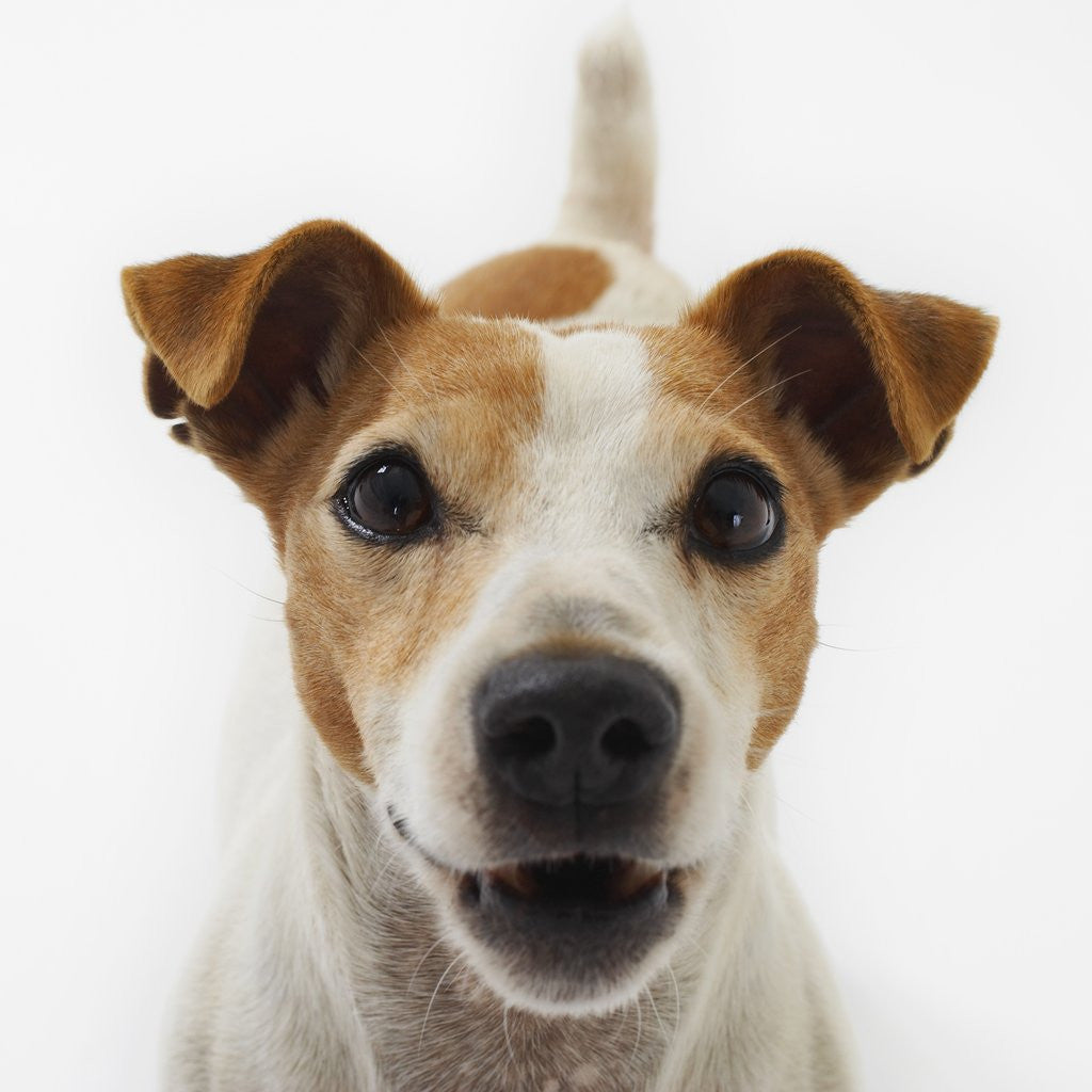 Detail of Jack Russell Terrier by Corbis