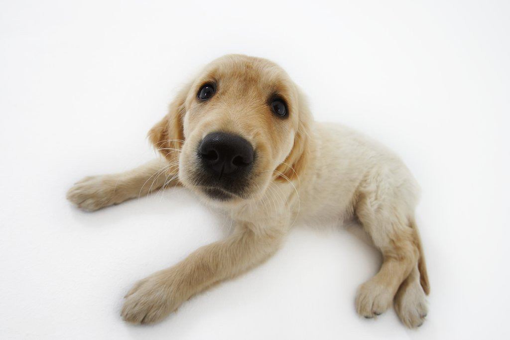 Detail of Golden Retriever Puppy Lying Down by Anonymous