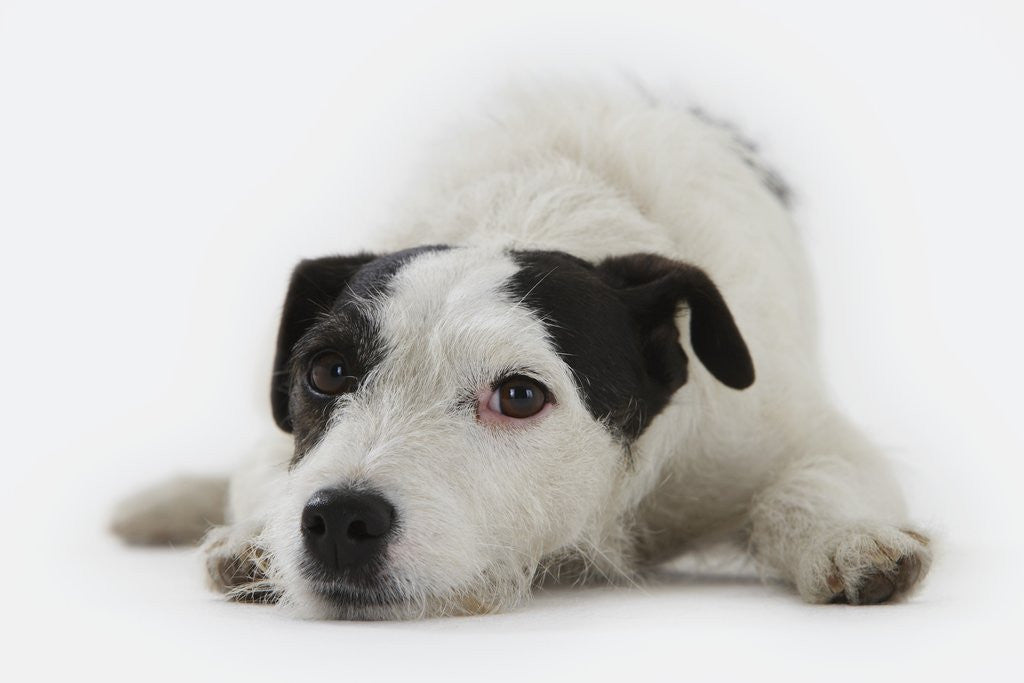 Detail of Jack Russell Terrier Lying Down by Anonymous