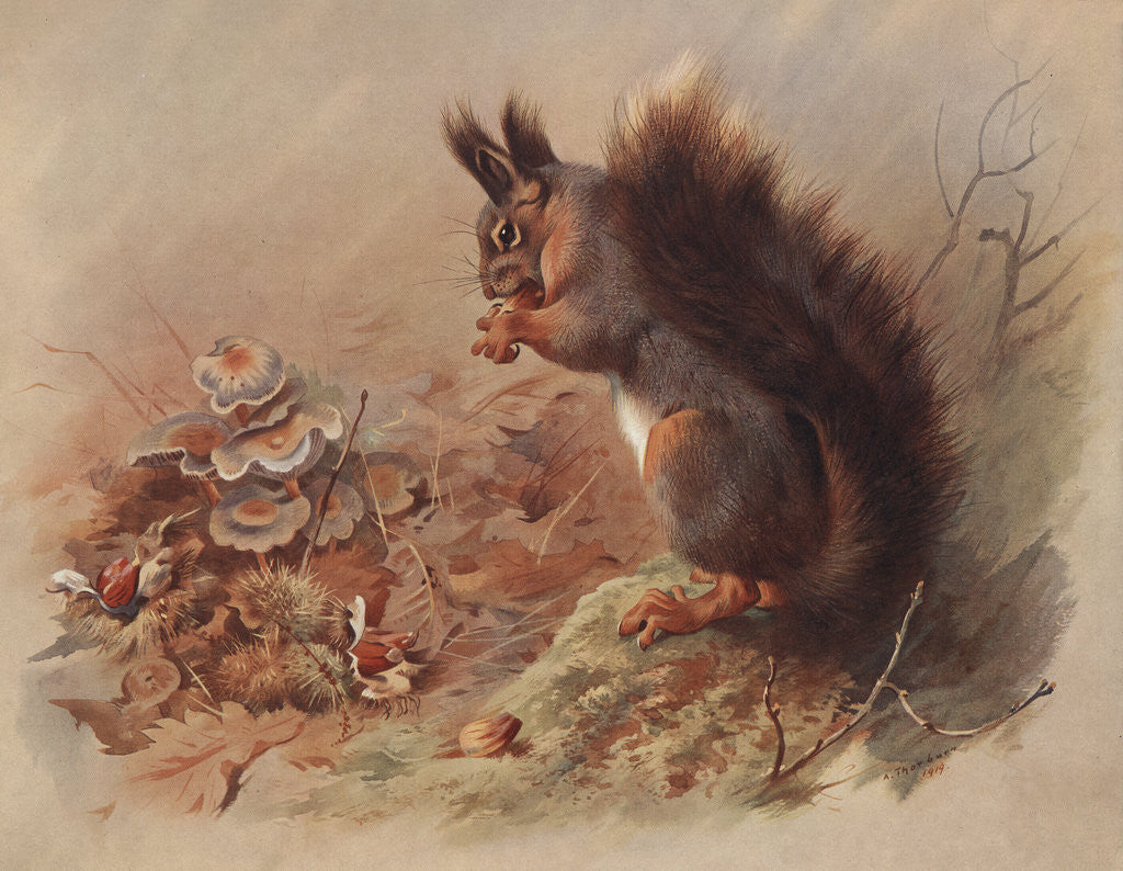Detail of Sciurus Vulgaris: The Common Squirrel by Archibald Thorburn