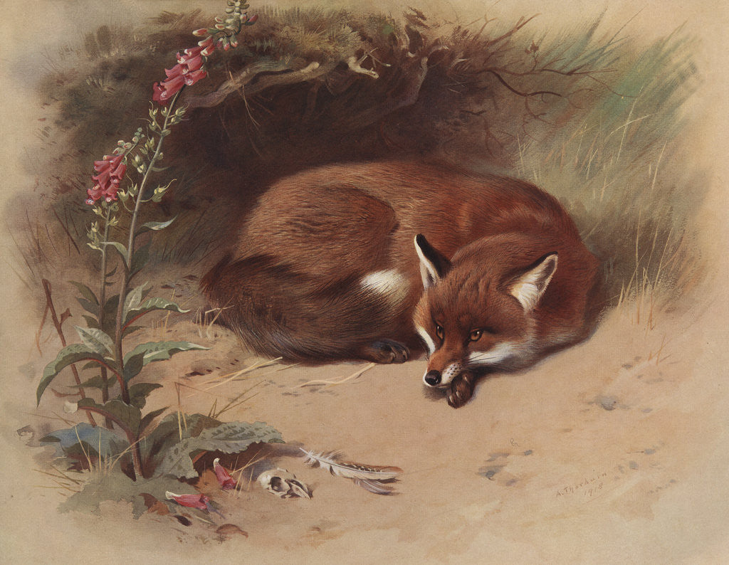 Detail of Canis Vulpes: The Fox by Archibald Thorburn