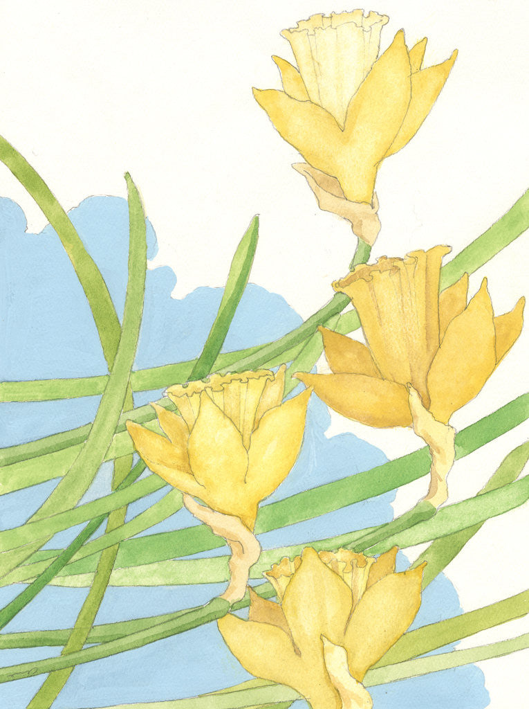 Detail of Illustration of Daffodils by Paul Cline