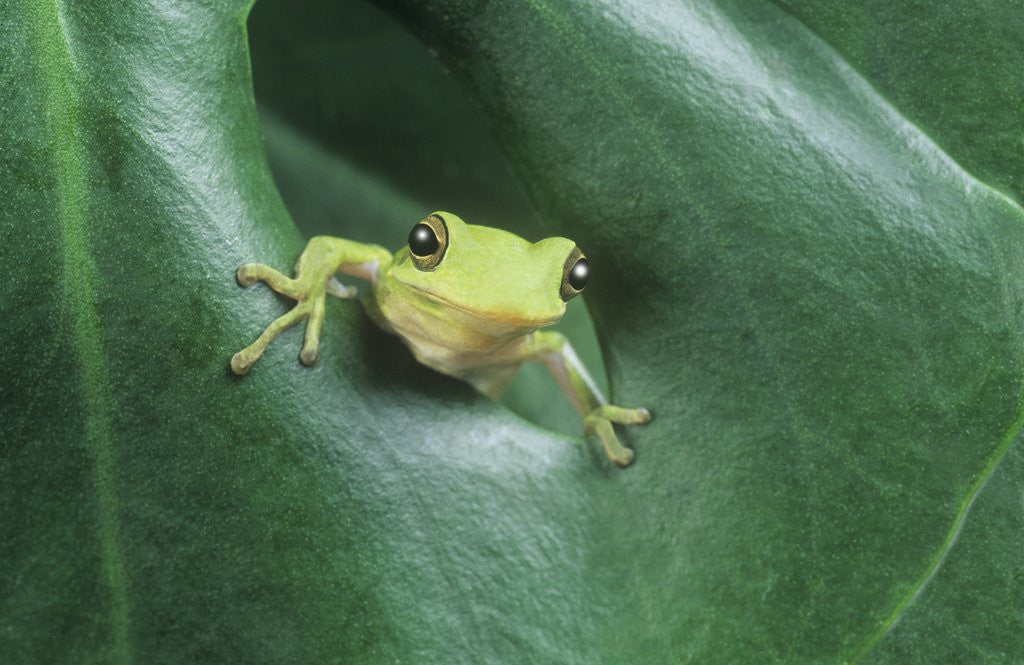 Detail of Frog Peeking Out From Leaf by Corbis