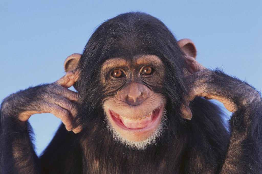 Detail of Chimpanzee by Corbis