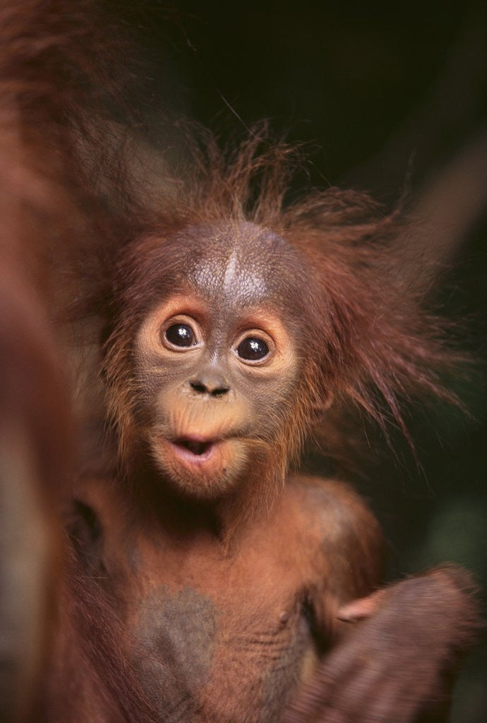 Detail of Orangutan and Baby by Corbis