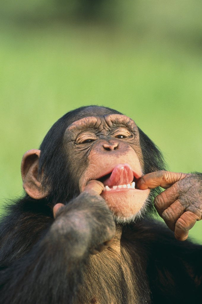 Detail of Chimpanzee by Corbis