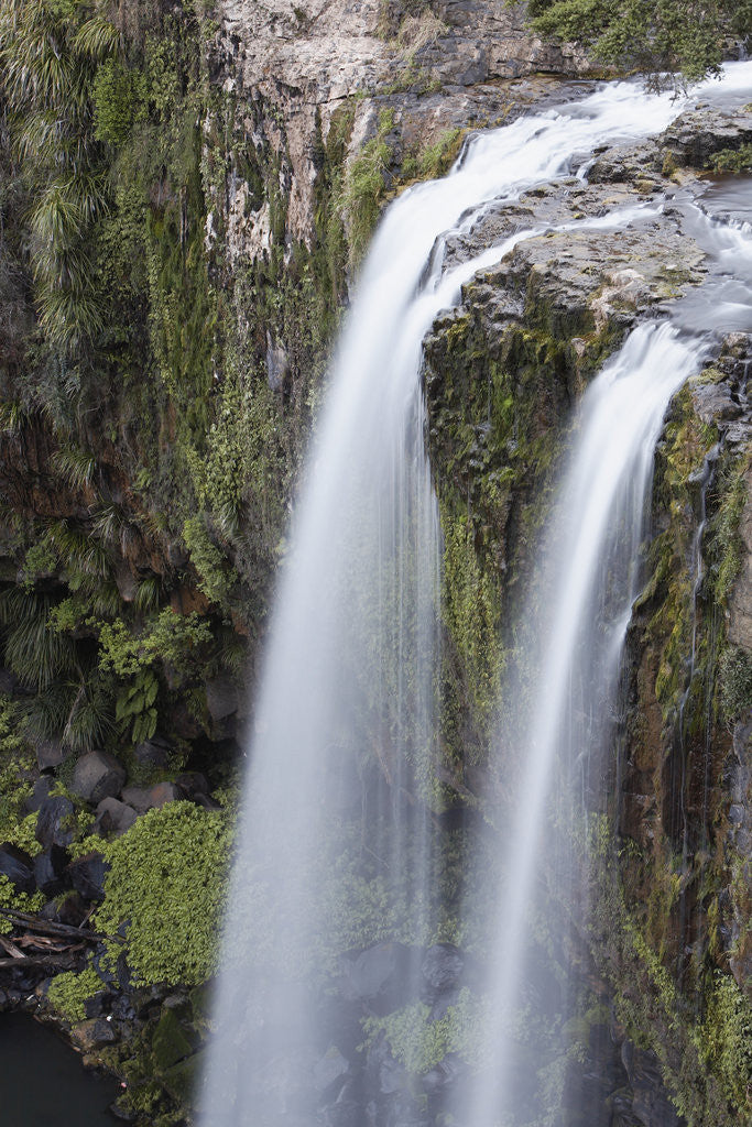 Detail of Whangerei Falls in Rainforest by Anonymous