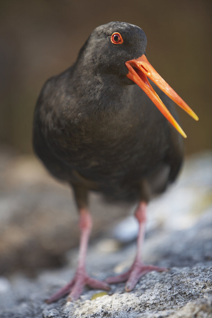 Detail of Variable Oystercatcher by Anonymous