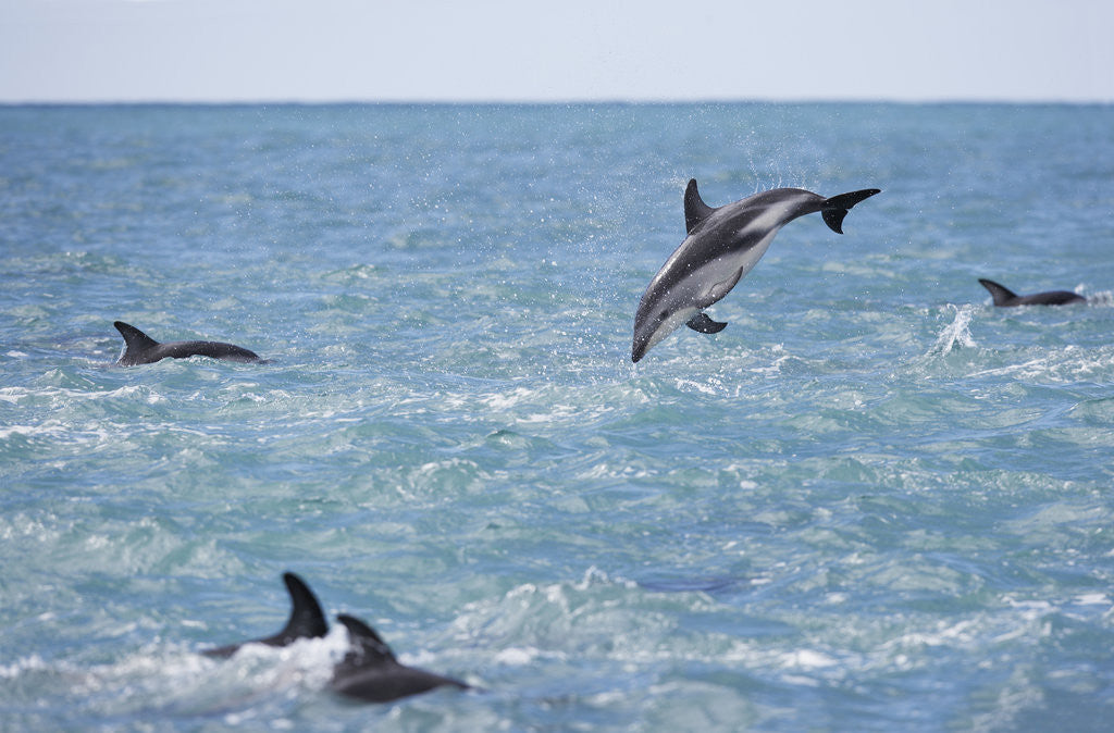 Detail of Dusky Dolphin Leaping by Anonymous