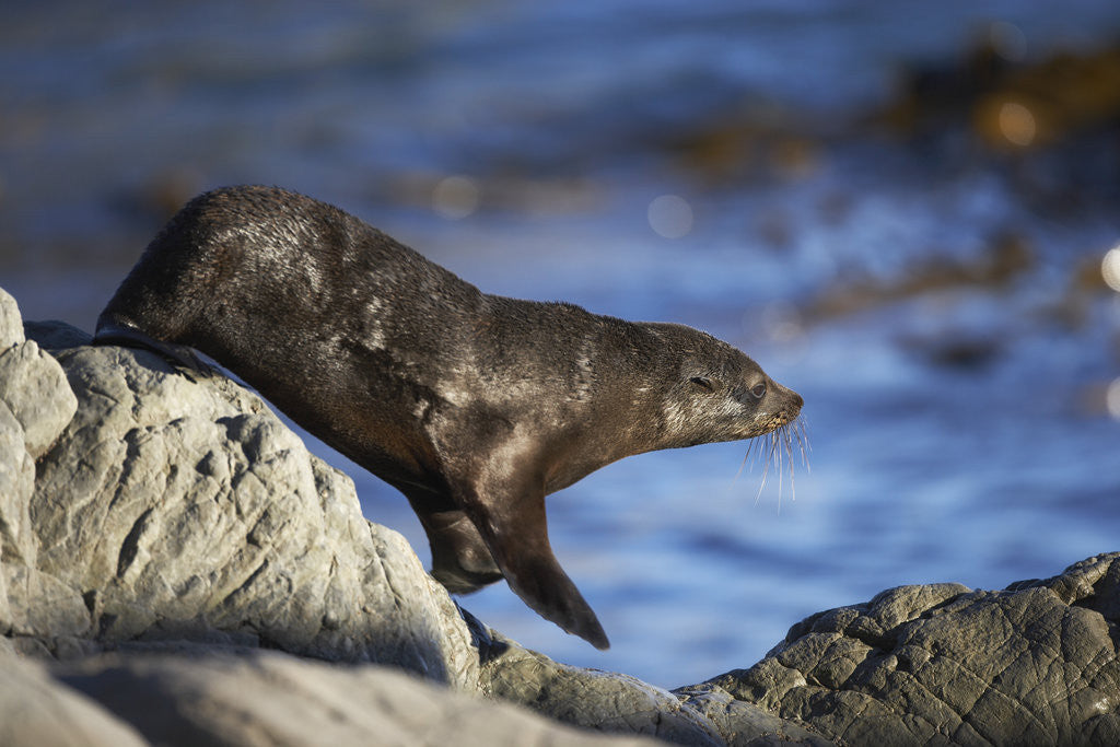 Detail of New Zealand Fur Seal by Anonymous