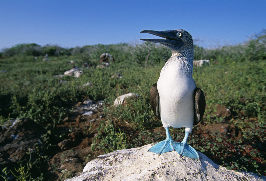 Detail of Blue Footed Boobie in Galapagos Islands National Park by Anonymous