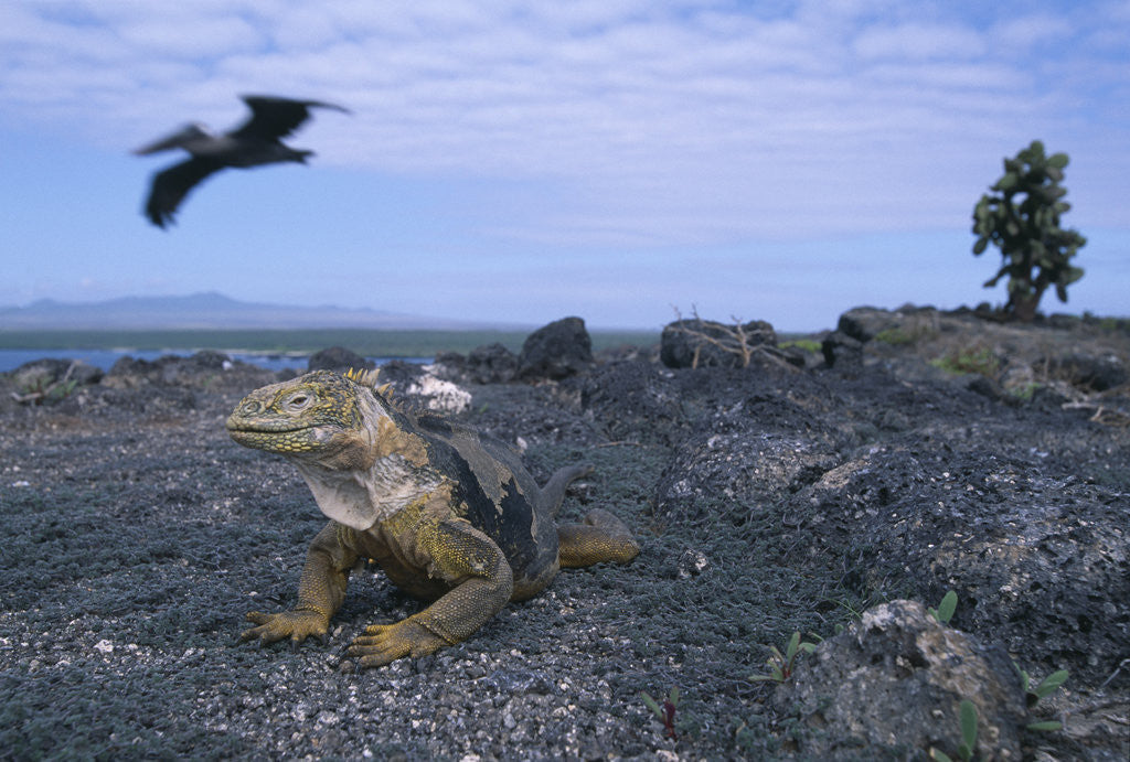 Detail of Land Iguana in Galapagos Islands National Park by Anonymous