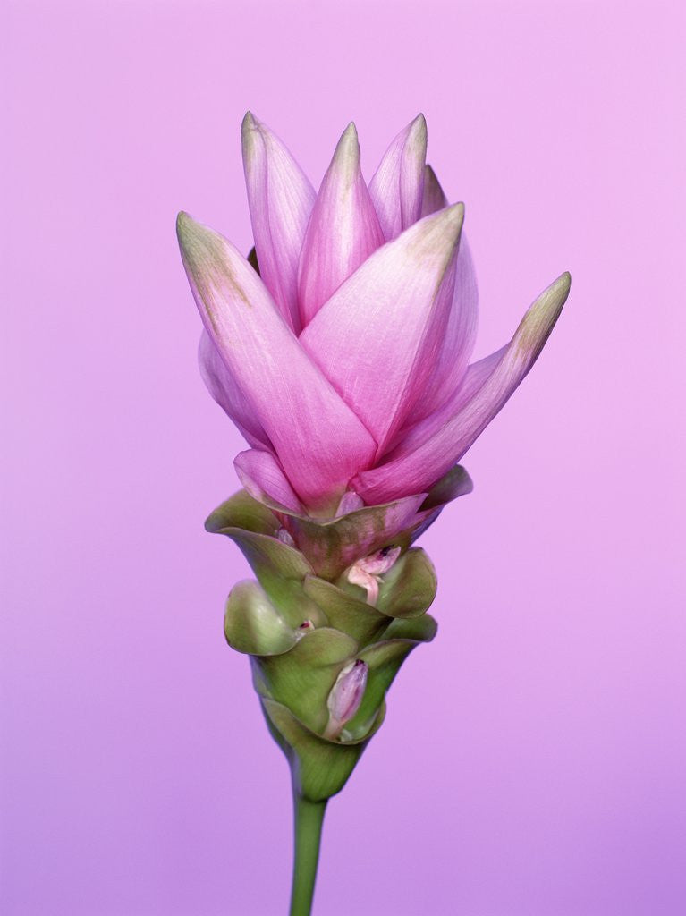 Detail of Pink Curcuma Flower by Anonymous