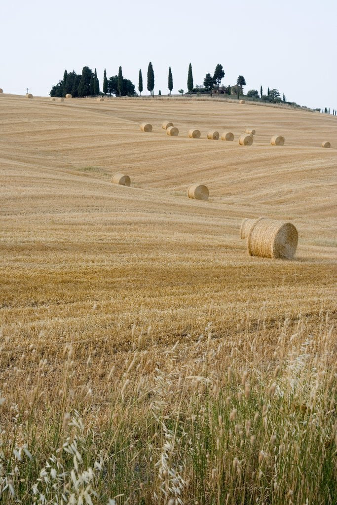 Detail of Bales of Hay on Tuscan Farm by Anonymous