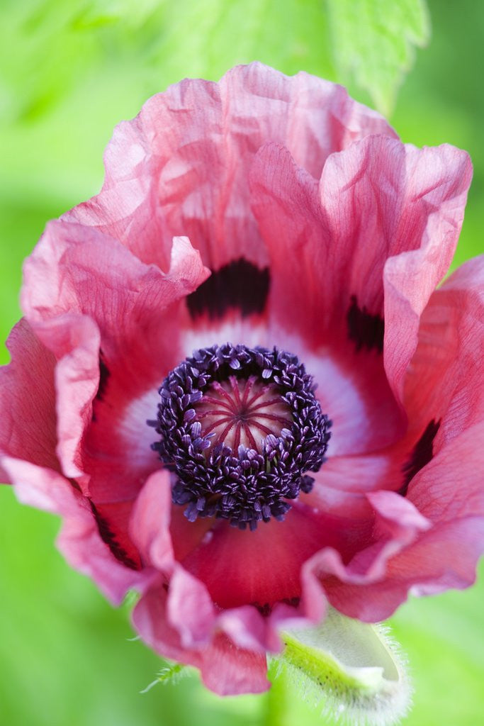 Detail of Pink Poppy in Bloom by Anonymous