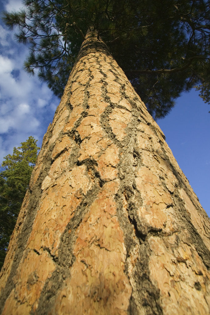 Detail of Pine Tree Trunk by Anonymous