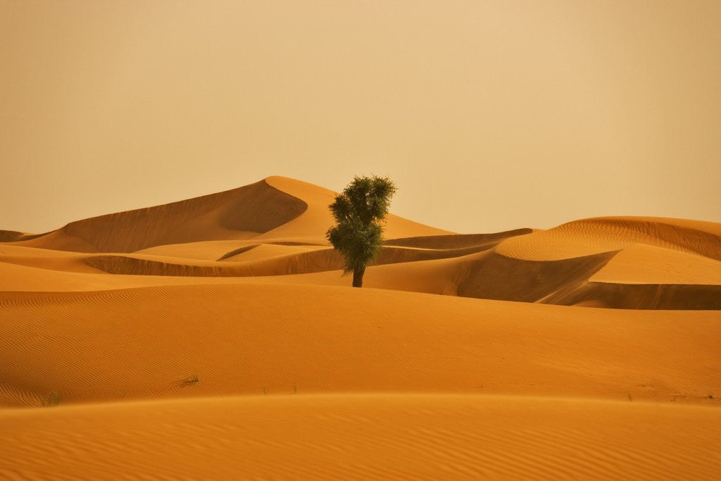 Detail of Single Tree in Sand Dunes by Anonymous