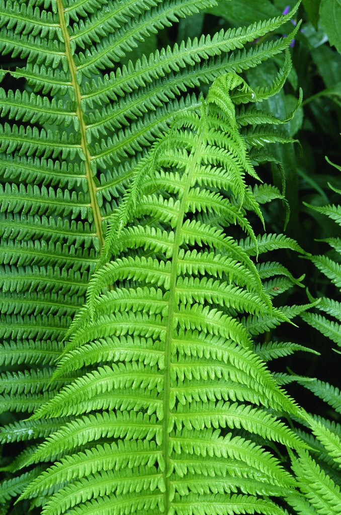 Detail of Fern Leaves by Anonymous