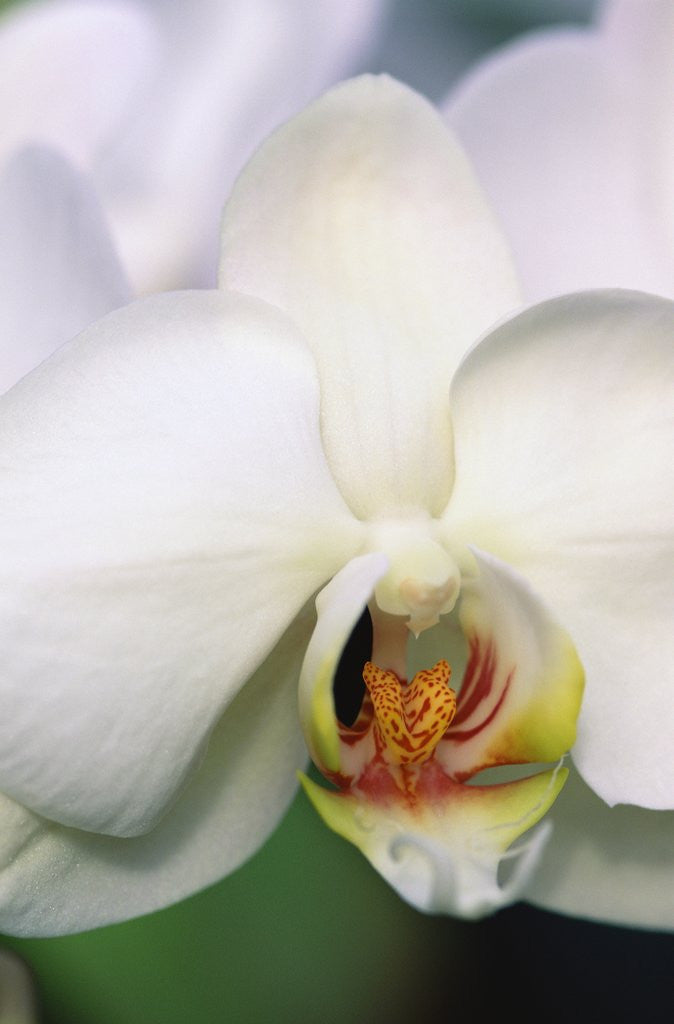 Detail of Phalaenopsis Hybrid White Orchid by Anonymous