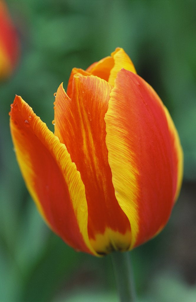 Detail of Orange and Yellow Tulip by Anonymous
