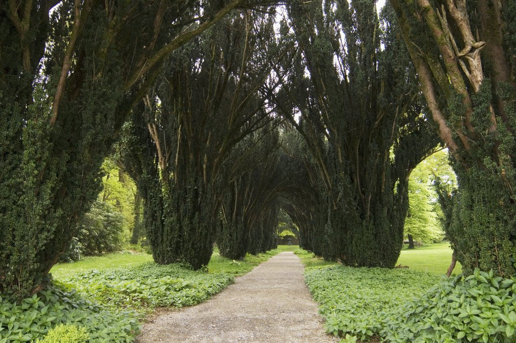 Detail of Woodstock Gardens and Arboretum by Anonymous