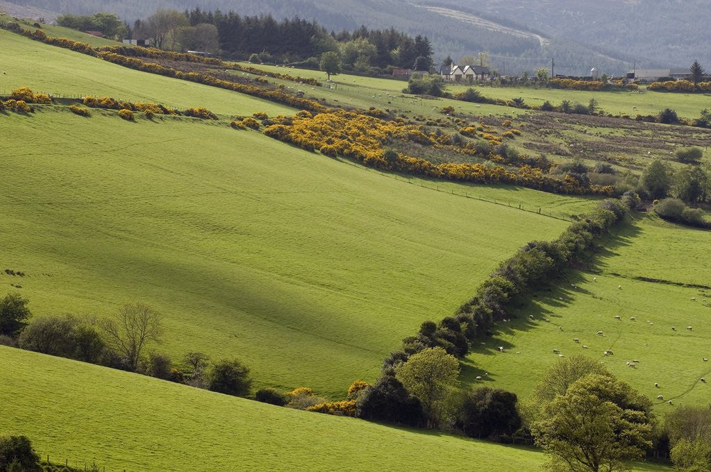 Detail of Countryside in County Wicklow by Anonymous