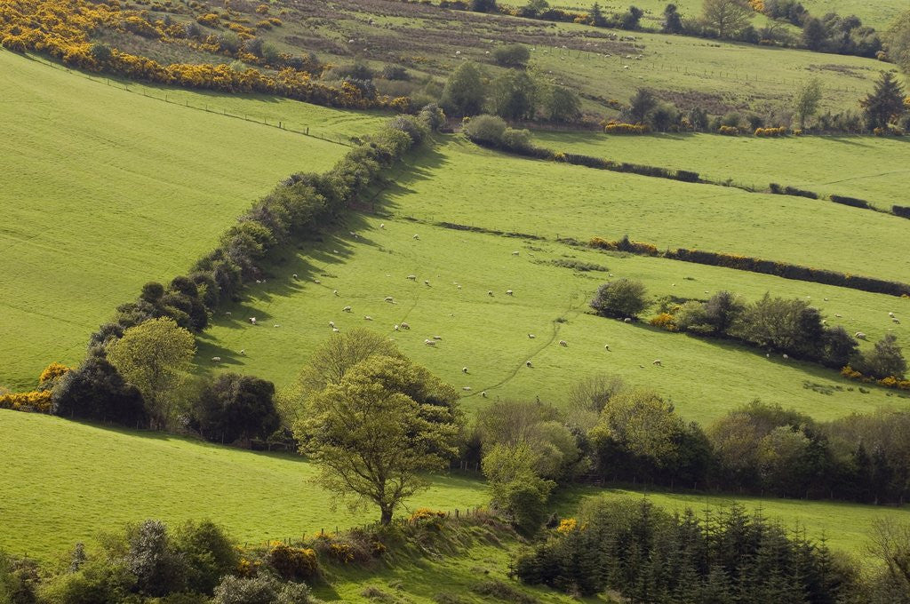 Detail of Countryside in County Wicklow by Anonymous