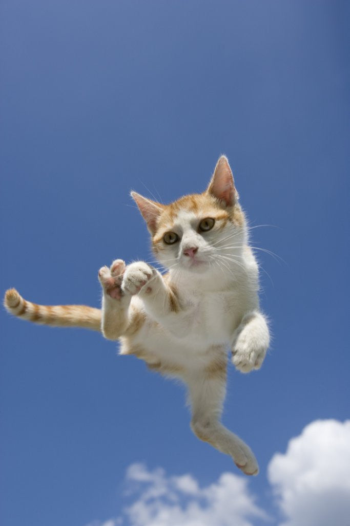 Detail of Orange and White Kitten Mid-air by Anonymous