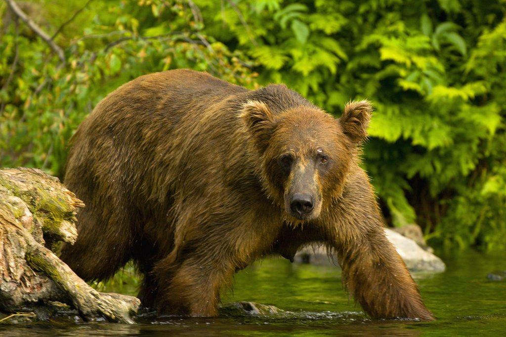 Detail of Brown Bear Fishing For Salmon by Anonymous