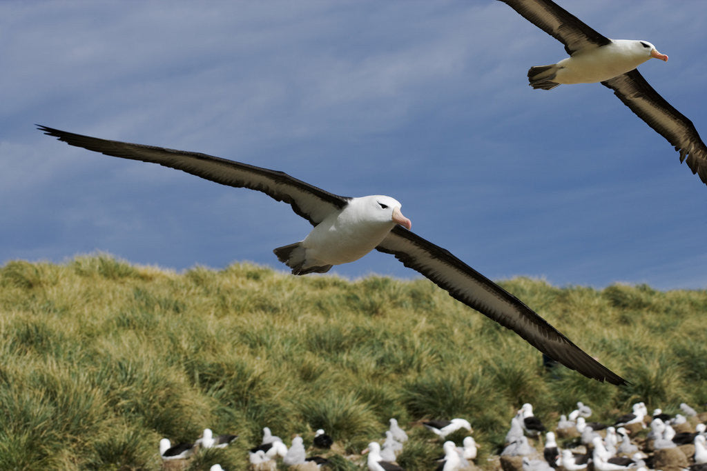 Detail of Albatross Flying Over Colony by Anonymous