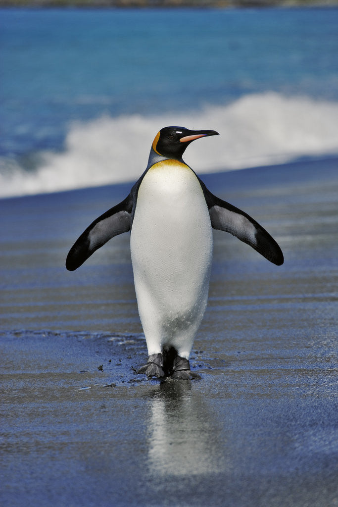 Detail of King Penguin on the Beach by Anonymous