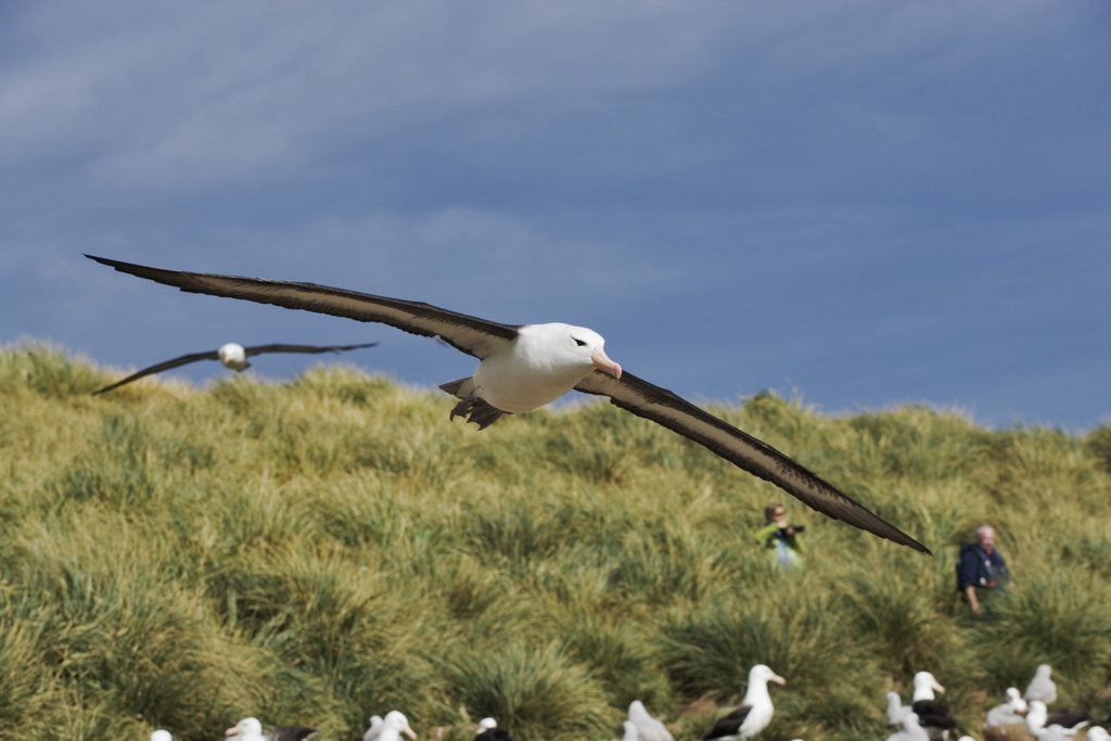 Detail of Albatross Flying Over Colony by Anonymous