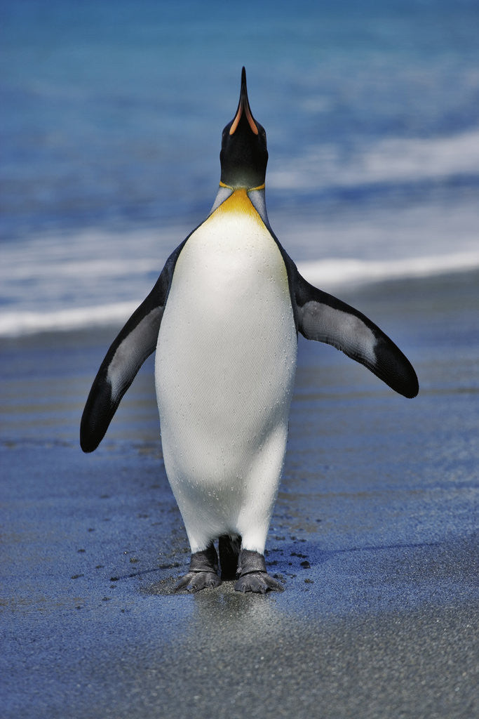 Detail of King Penguin on the Beach by Anonymous