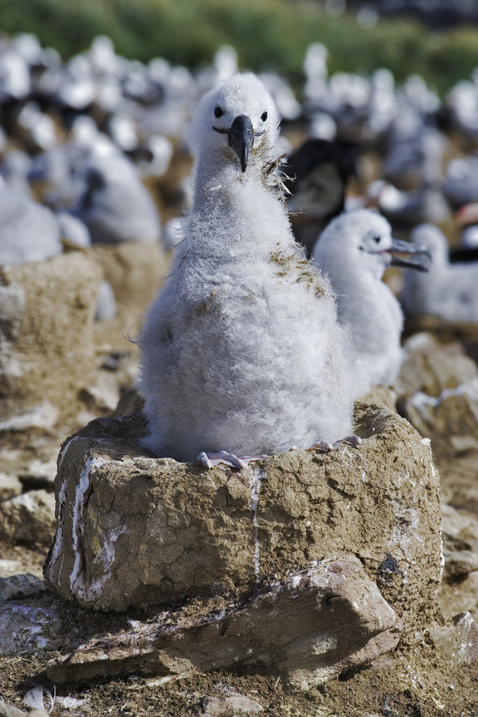 Detail of Albatross Chick on Nest by Anonymous