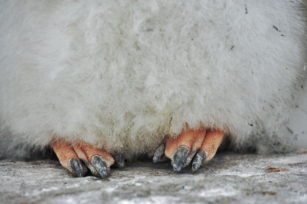 Detail of Gentoo Chick's Webbed Feet by Anonymous