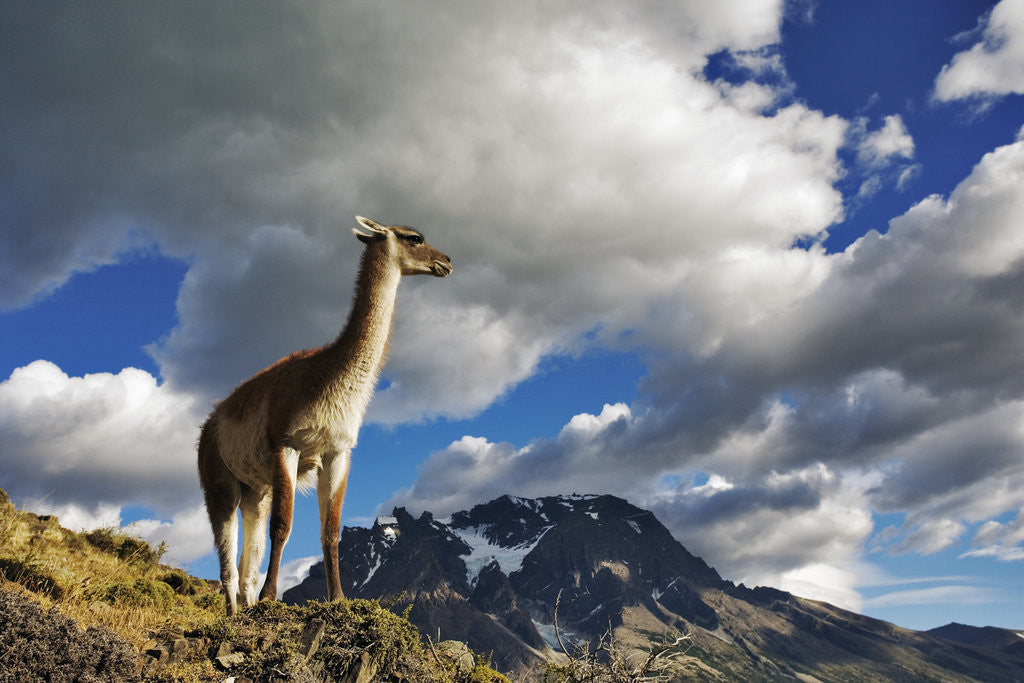 Detail of Guanaco Overlooking Nordenskjold by Anonymous