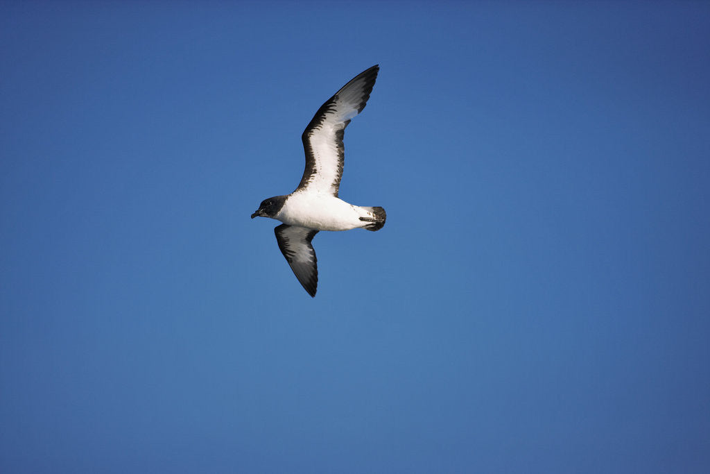 Detail of Cape Petrel in Flight by Anonymous