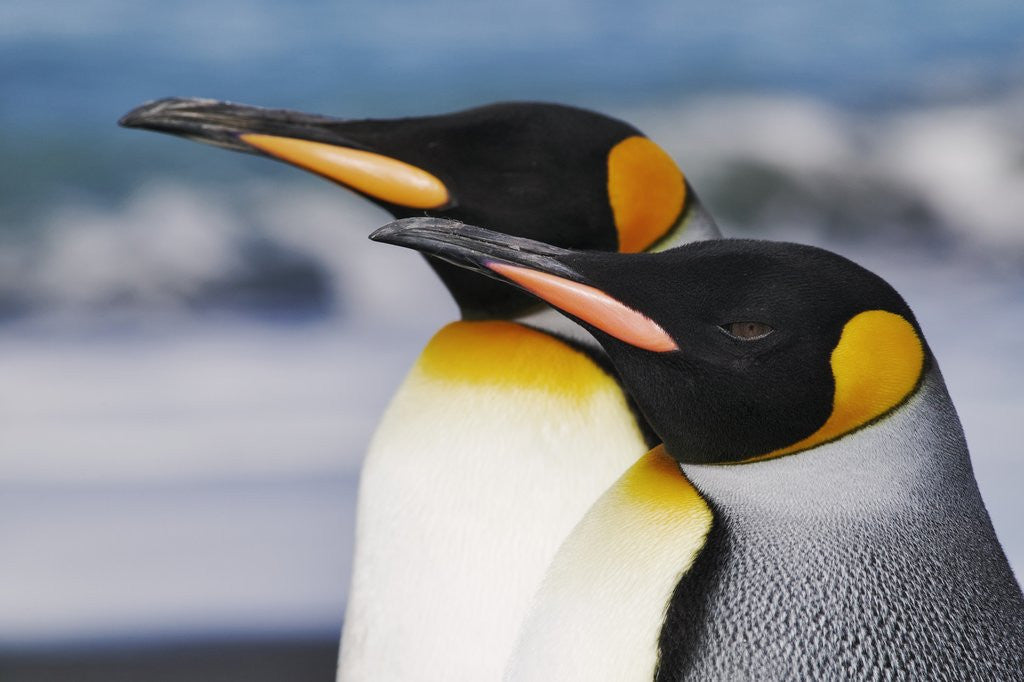 Detail of King Penguins Gazing Ahead by Anonymous
