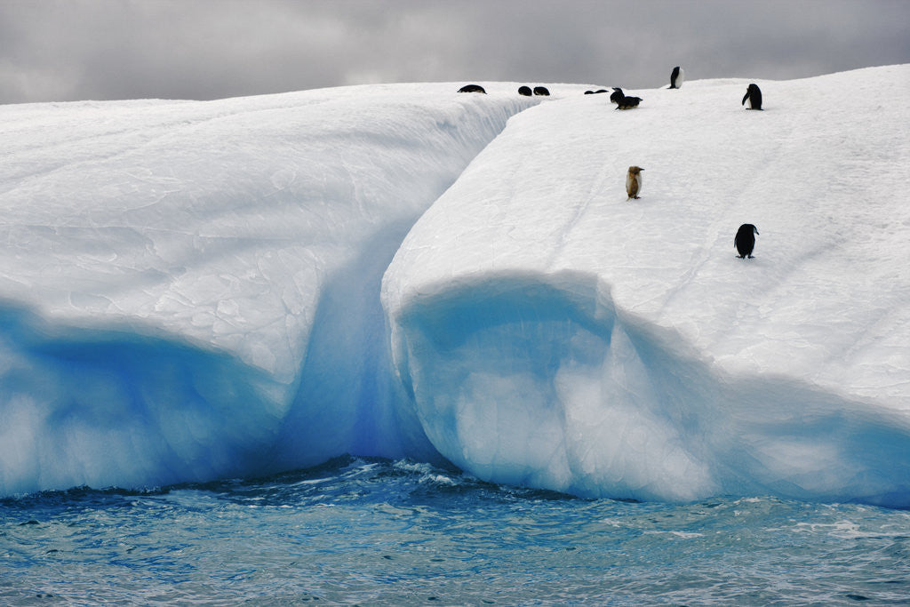 Detail of Albino Penguin (Center) on Iceberg by Corbis