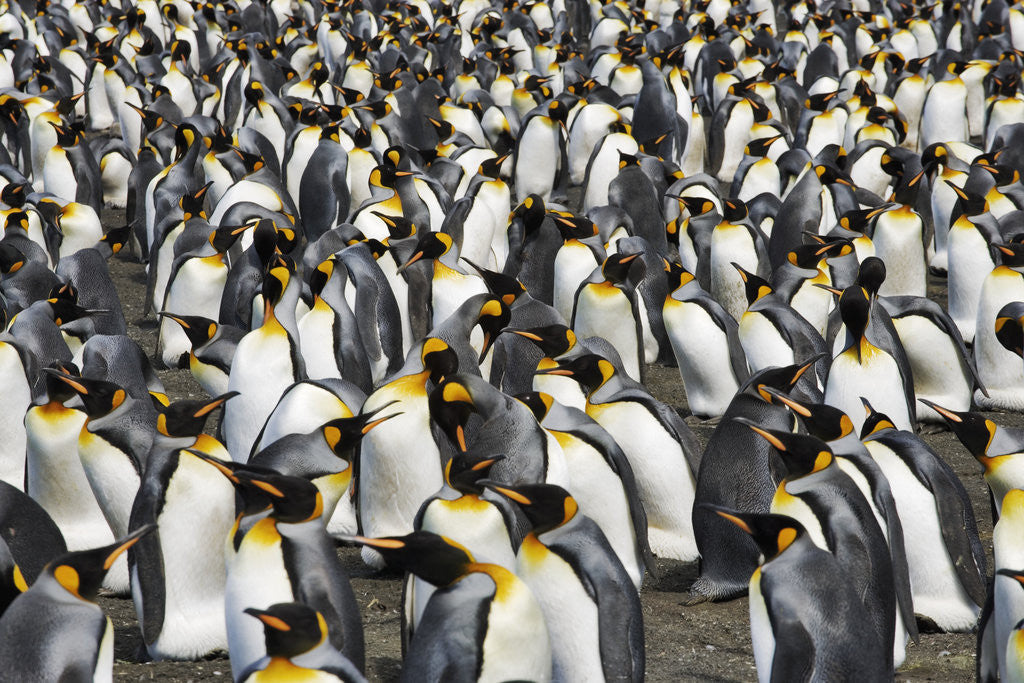 Detail of King Penguins Socializing by Anonymous