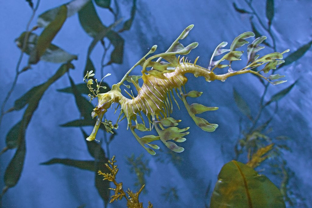 Detail of Close-Up of Leafy Sea Dragon by Anonymous