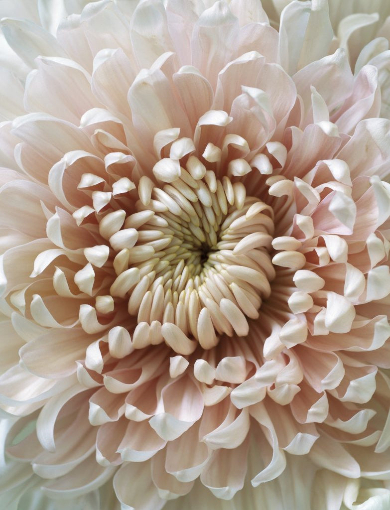 Detail of Chrysanthemum Rose Hybrid by Corbis