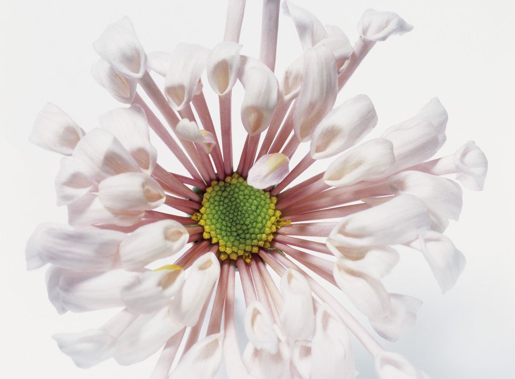 Detail of White Chrysanthemum by Anonymous