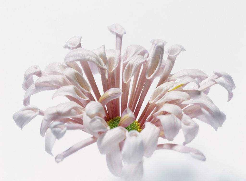 Detail of White Chrysanthemum by Anonymous