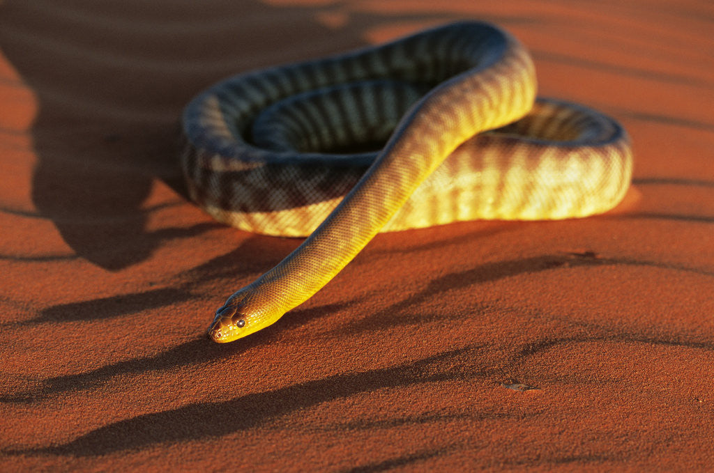 Detail of Woma Python in Australian Desert by Anonymous