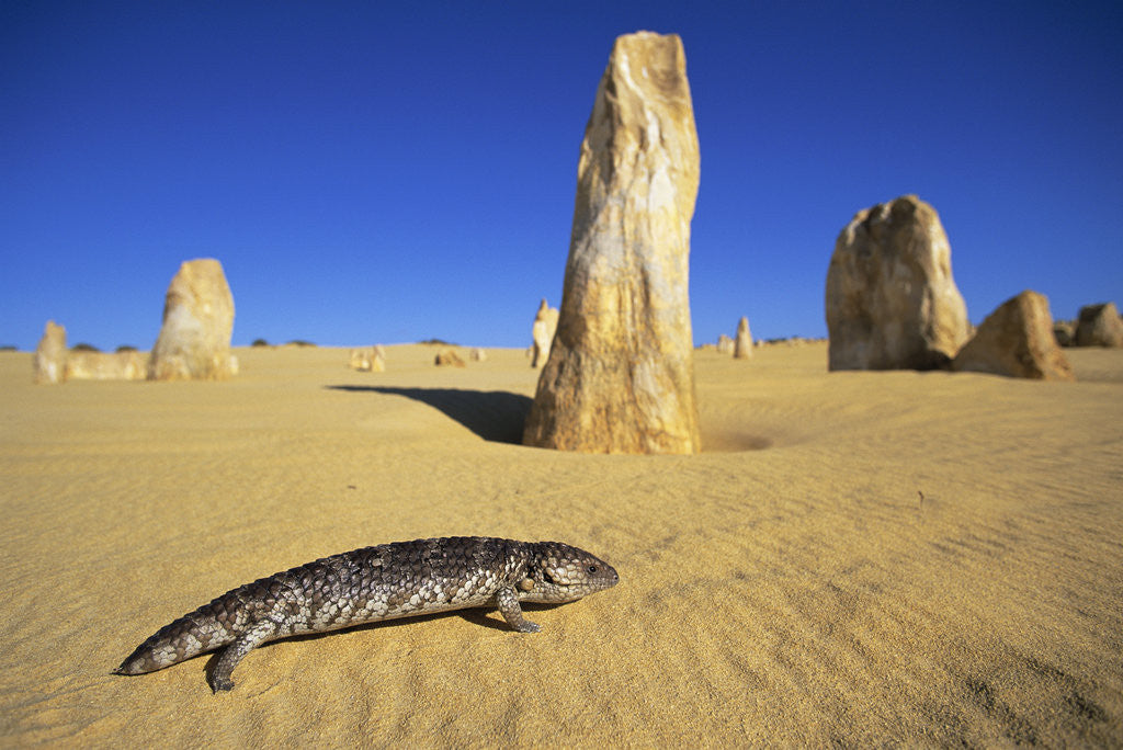 Detail of Shingle-Back Skink Crossing the Australian Desert by Anonymous