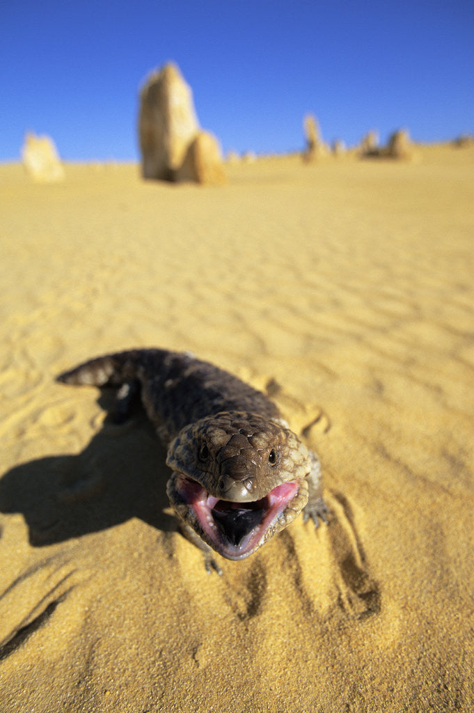 Detail of Aggressive Shingle-Back Skink by Anonymous