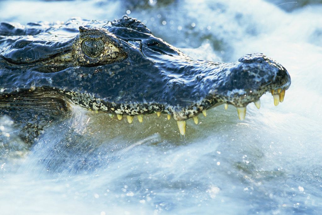 Detail of Caiman Waiting in Running Water by Anonymous