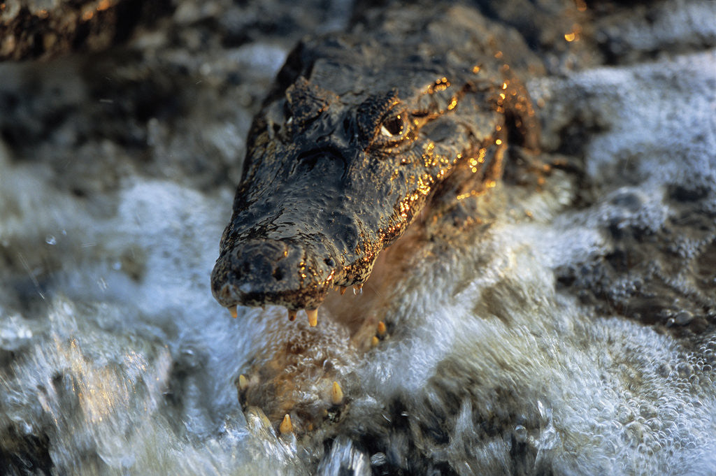 Detail of Caiman Waiting in Running Water by Anonymous